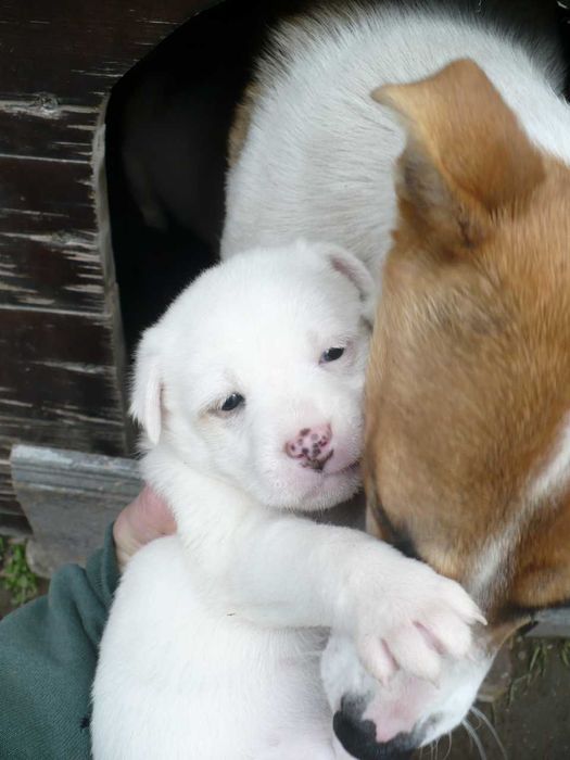 Adopție 3 căței metiși - nu sunt de rasă