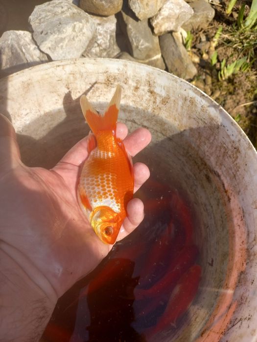 Vând  Caraș gold fish