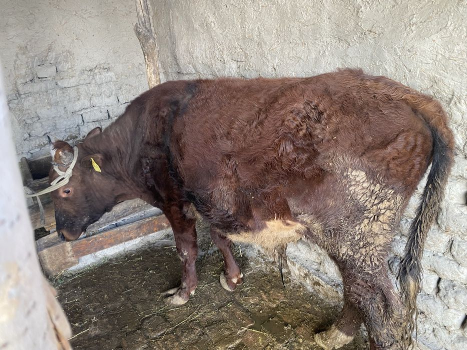 1yoshu 8 oylik buqa boyi 130 plus