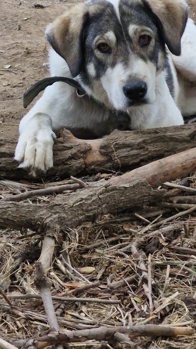 ЛасКовАя СоБачКа ,оТлиЧный КомПаньеН