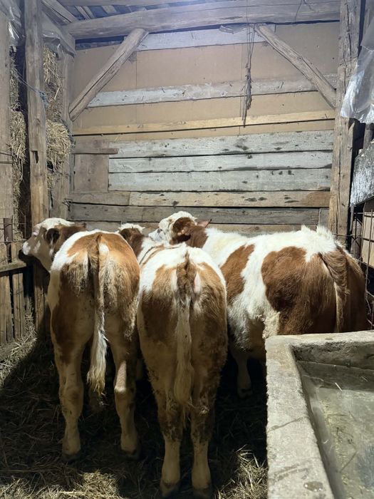 Vând viței bălțați