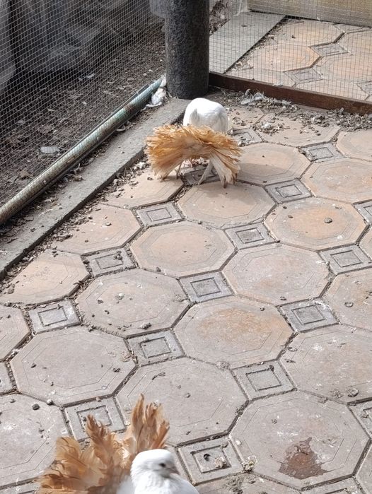 Продам голубей .