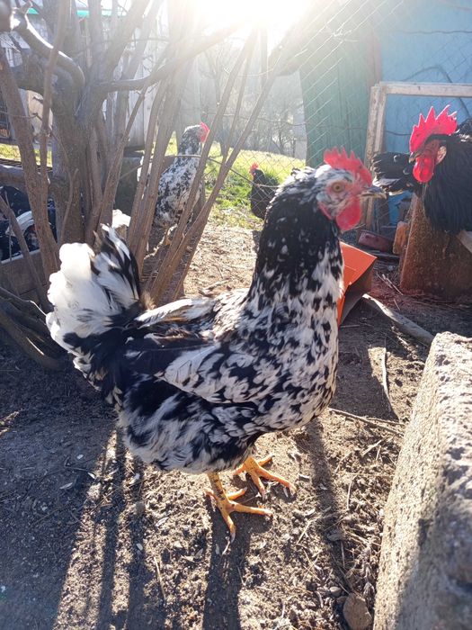 Oua incubat pinta și italiene