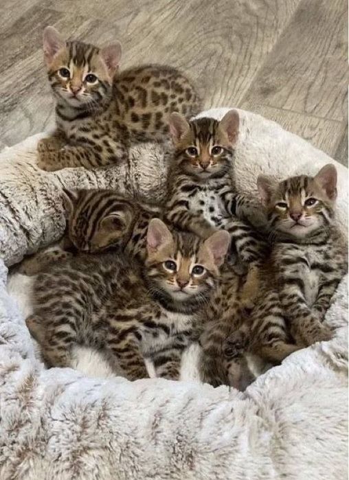 Бенгал мушуги ва бенгал мушукчалар сотилади