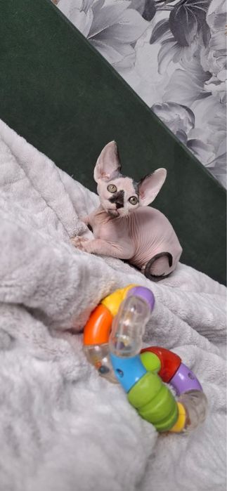 Малыш донского сфинкса