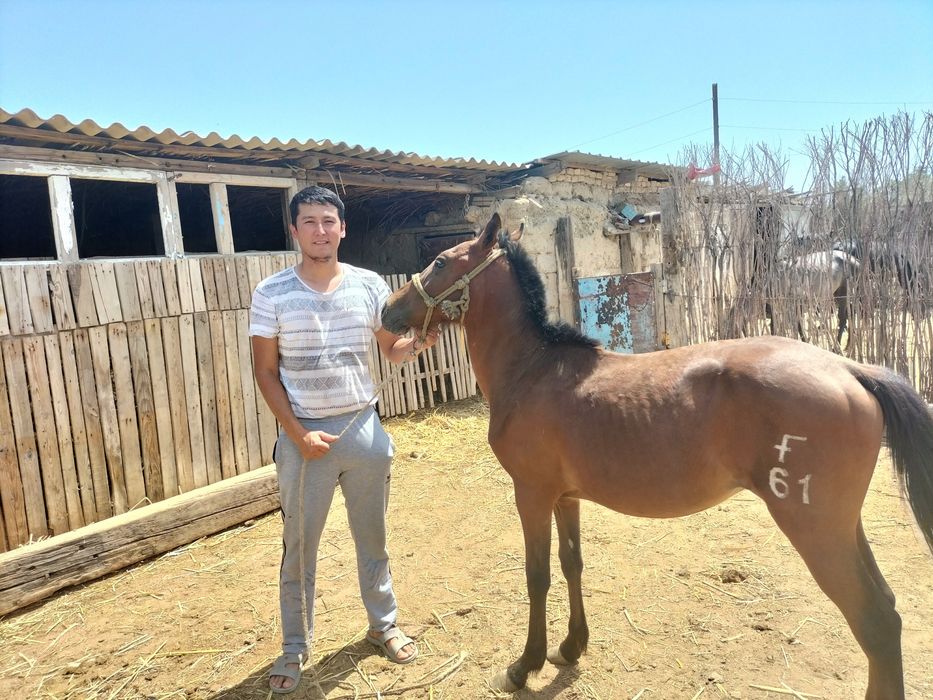 Юбкадағы студенттік порно