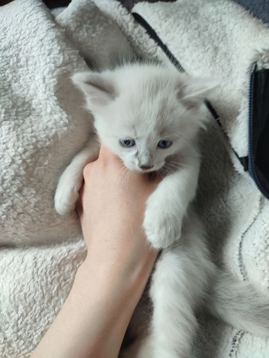 Отдам котят в добры руки даром