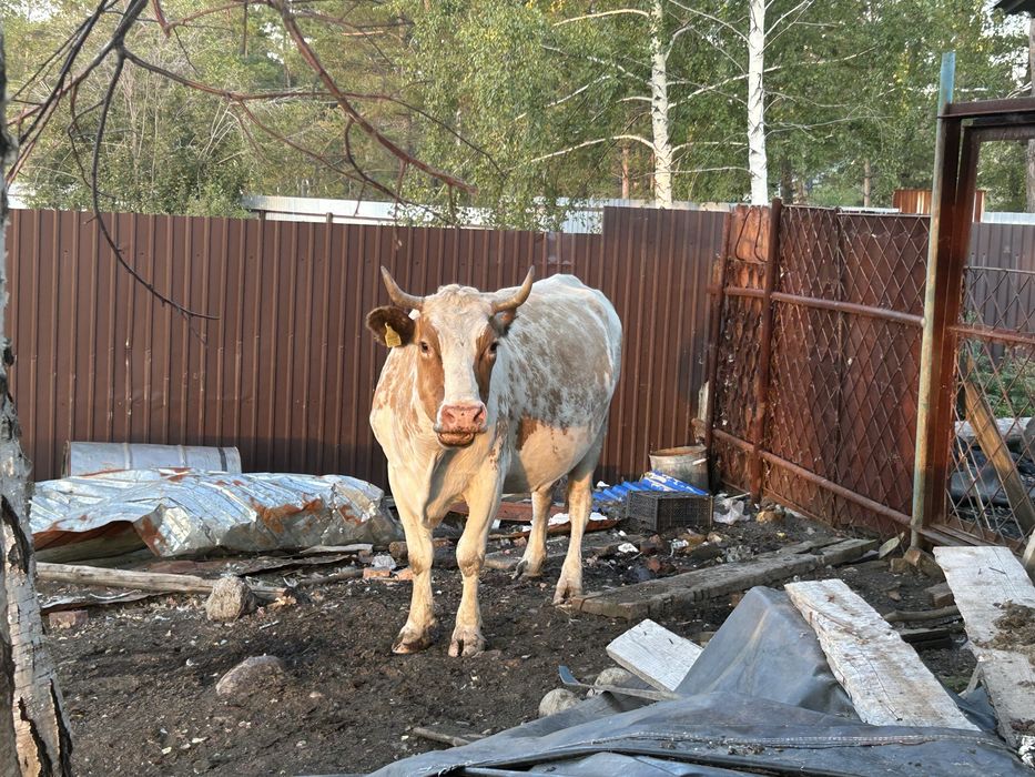 Продам Дойных коров