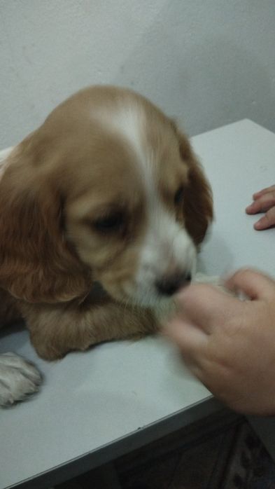 Спаниель спанел продам