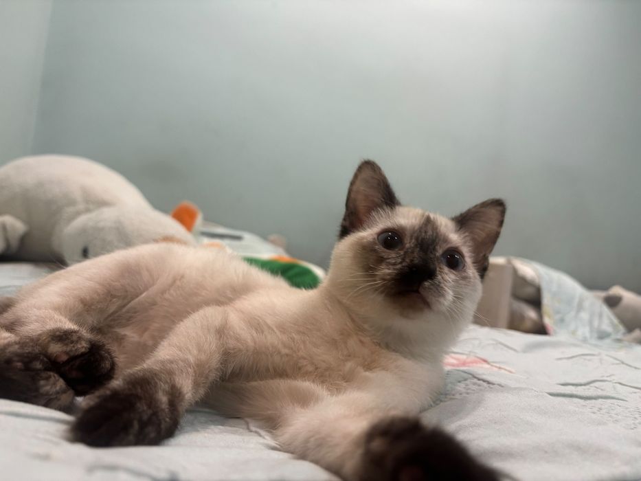 Котенок девочка отдаём в добрые руки