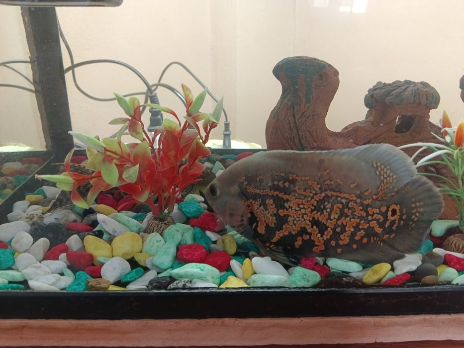 Avstranatuslar oq va qora   bor