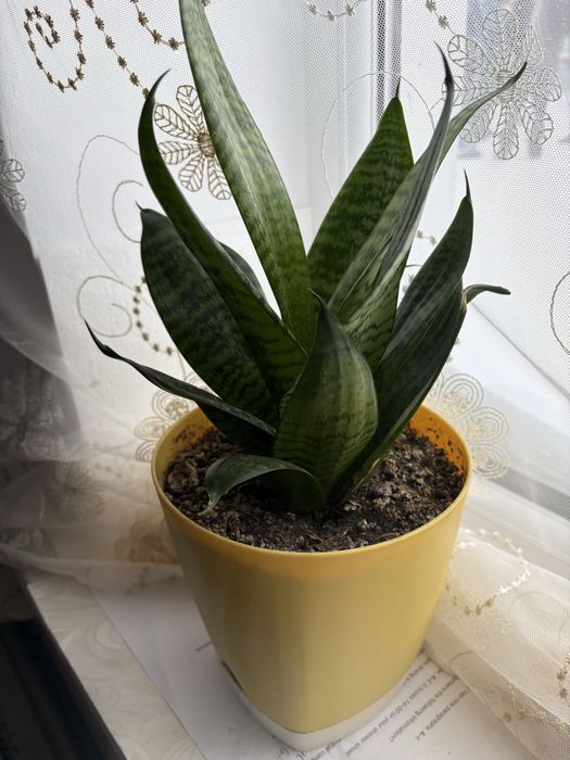 Цветок комнатный