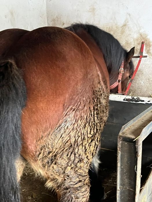 Vând mânză de un an jumate