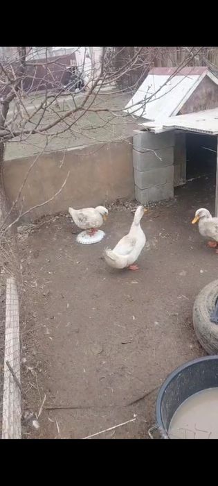 Утка , индаутка .