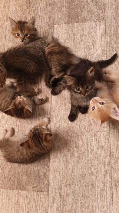 Отдам очень красивых котят в добрые руки к лотку приучены кушают все