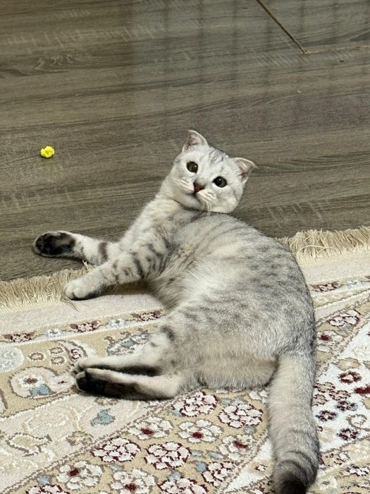 Мысық жоғалды. Сүйіншісі бар