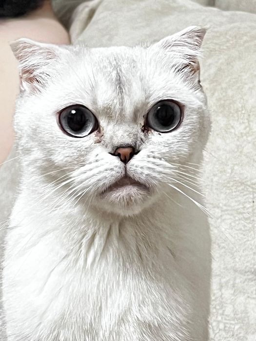 Кошка, Шиншила. Белая взрослая
