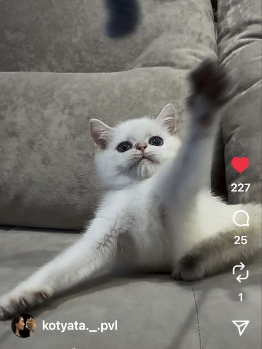 Котята шиншиллята с документами
