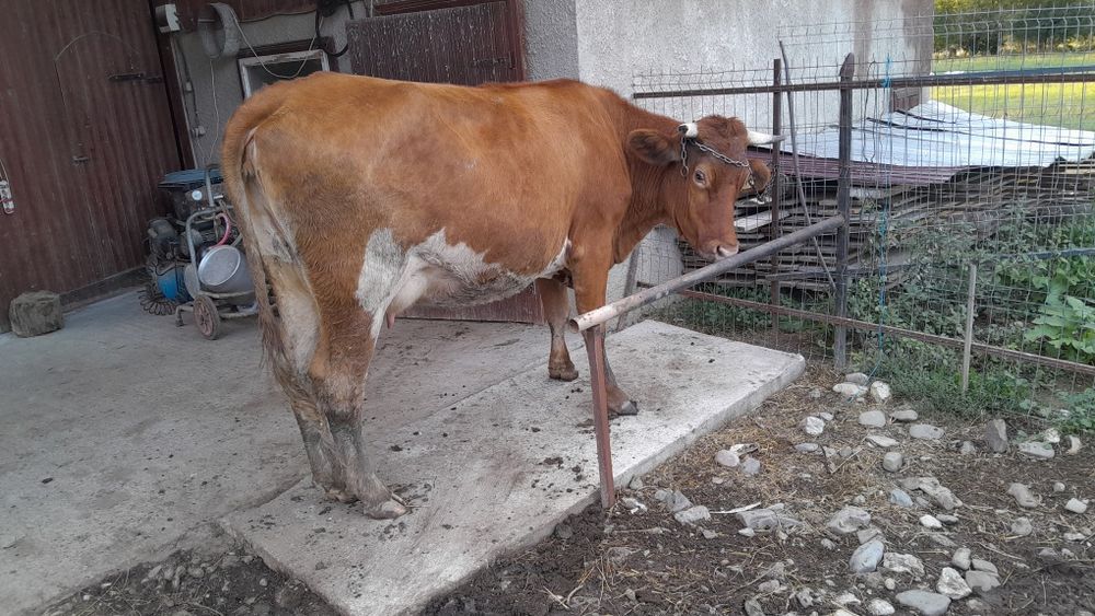 Vând vaca baltata