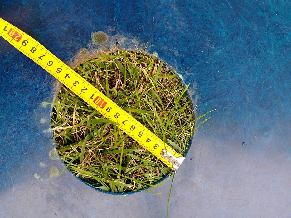 Клечки за захарен памук