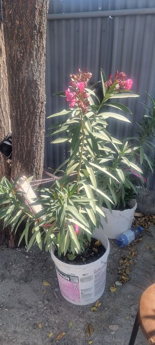 Продам комнатные цветы олеандры оксалисы