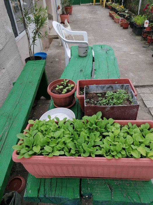 продавам две къщи в с.Балювица