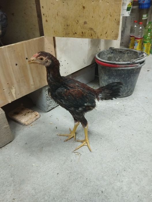 Продам дакан цыплят