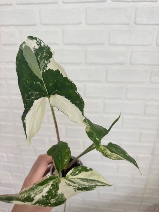 Алоказии Регал шилдс