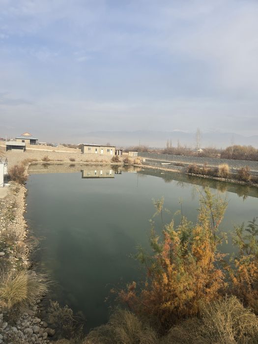 Балик етиштириб сотиш учун Таёр бизнес