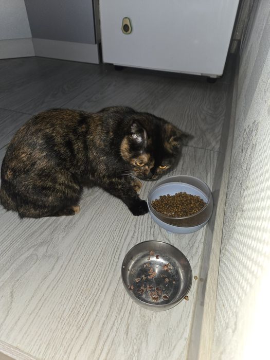 4 котёнка и их ласковая мама ищут добрую семью