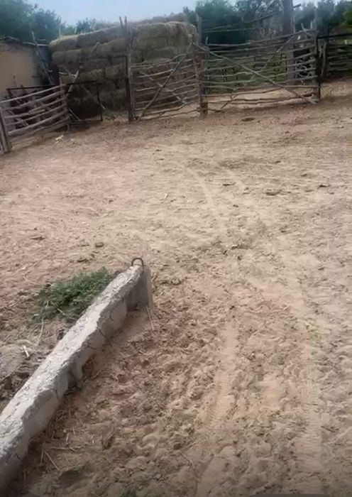 Фазенда сатамынн