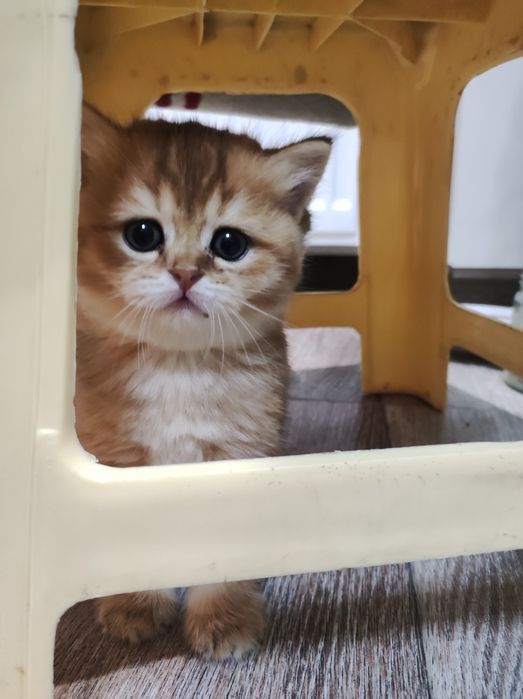 Sotiladi, Britanskiy zolotaya shinshilla