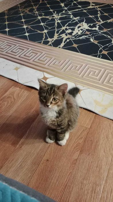 котенок девочка в добрые руки