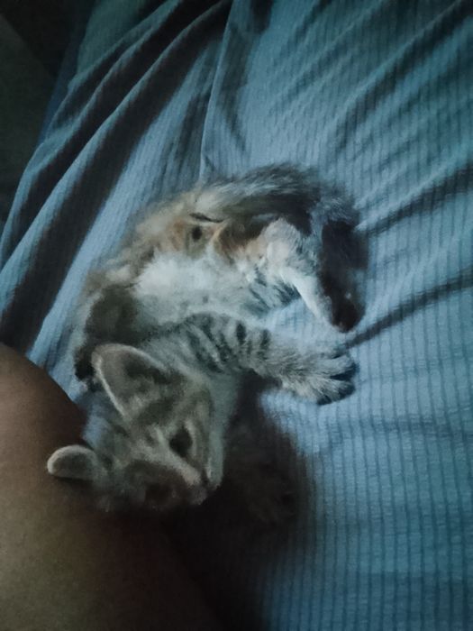 Одам  котёнка маленький