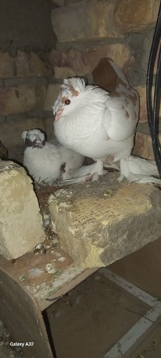 двух чубий кафтар  сотилади пара сотилади