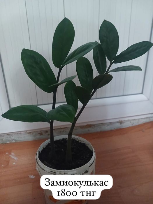 Домашние цветы ухоженные