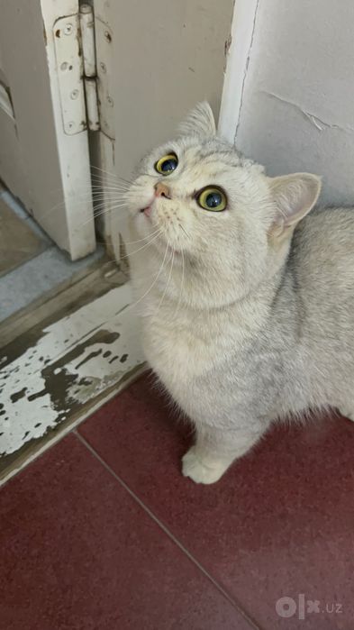 Продаю кота Британца