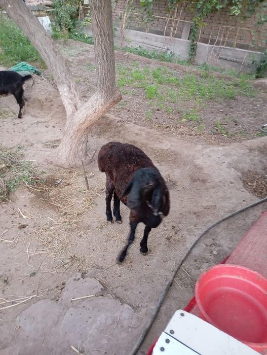 Qoy ilaqli eshki satiladi uyde bagip otirmiz jaqsi bagilgan kelisimli.