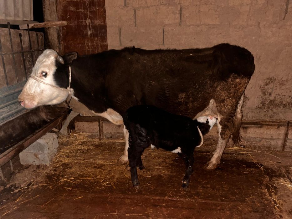 Бұзаулы сиыр сатылады