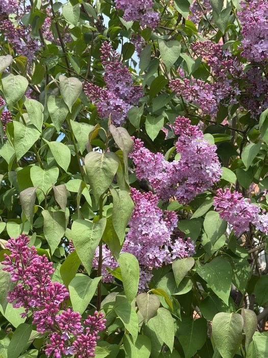 Продажа сирени   400тг