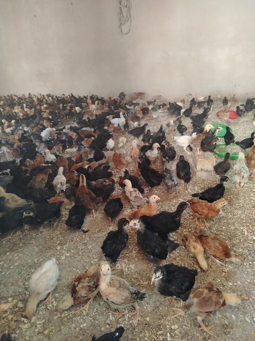 Жужала сатилади 50 гунлик. Привкалари атилган дарилари барилган.саглом