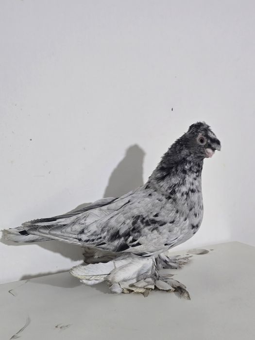 Продаю голубку 2024г