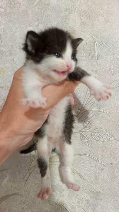 Котята, бесполезно в Актау (мысык )