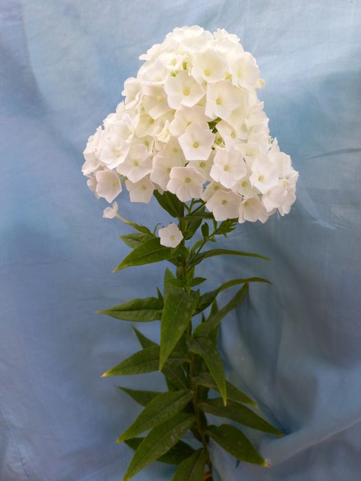 Porno u jerks off undresses