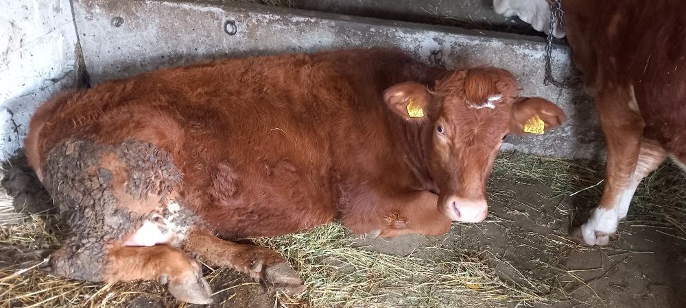 Vaca Limousine metis la prima fatare