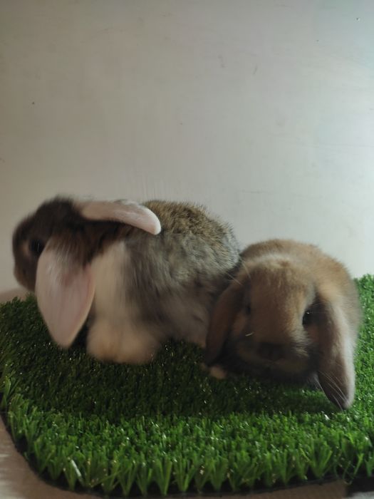 Fransuzkiy Baran bolalari 1oylik