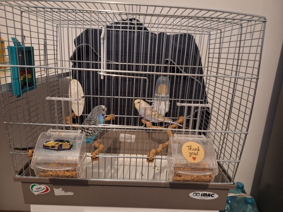 Peruși mascul si femelă + colivie