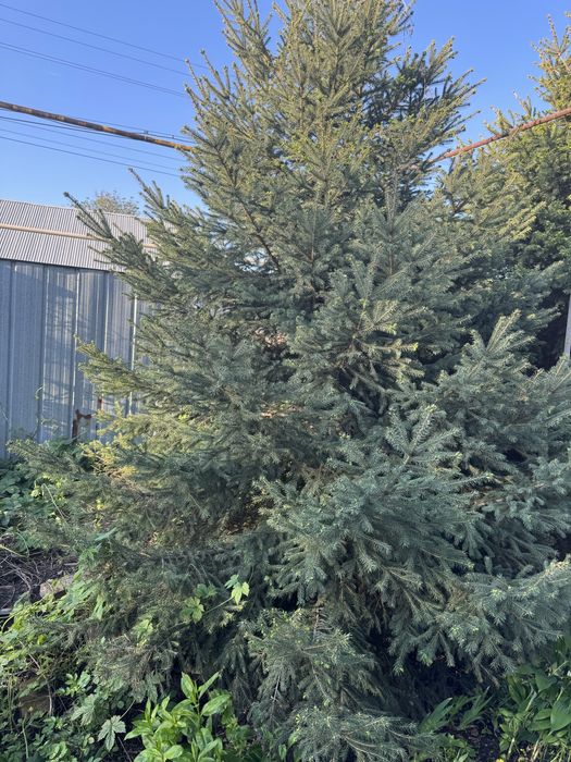 Продаю Елку 4-5 метра
