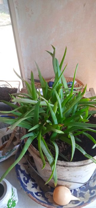 Алоэ Вера лечебная