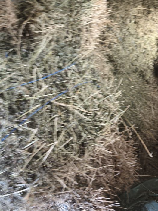 Baloți dreptunghiulari de vanzare